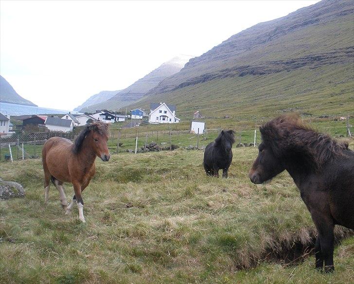 Færøsk hest Gráfaksi [Haft i pleje] - Hingste møde (: | 20-09-2010 billede 9