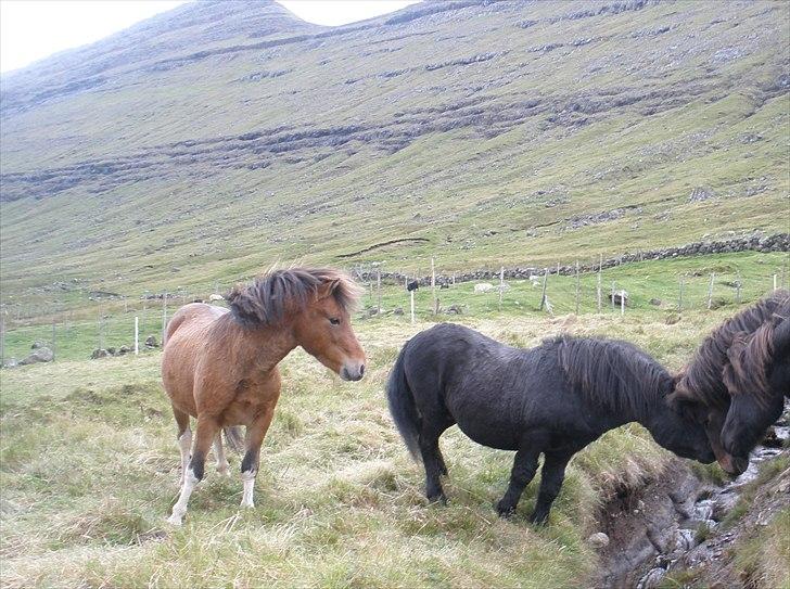 Færøsk hest Gráfaksi [Haft i pleje] - 20-09-2010 billede 10