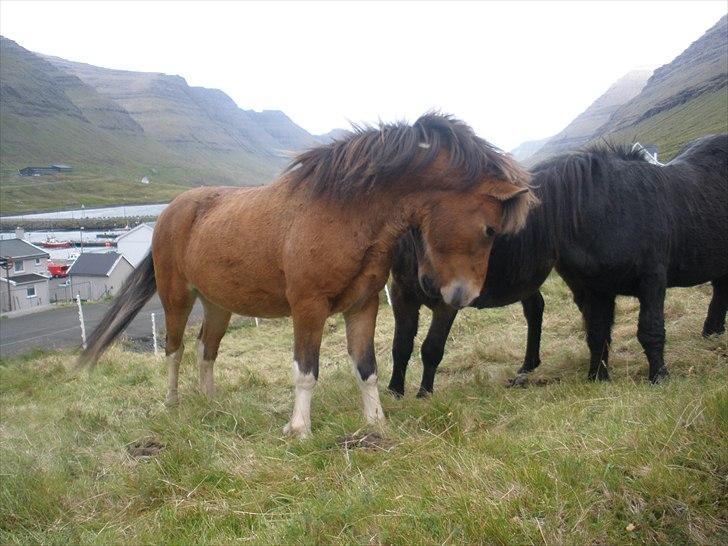 Færøsk hest Gráfaksi [Haft i pleje] - Snuse snuse | 20-09-2010 billede 11