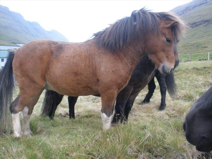 Færøsk hest Gráfaksi [Haft i pleje] - 20-09-2010 billede 12