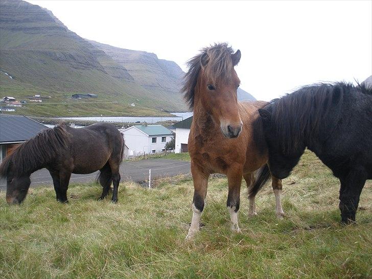 Færøsk hest Gráfaksi [Haft i pleje] - 20-09-2010 billede 14