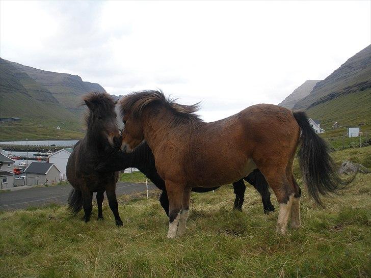 Færøsk hest Gráfaksi [Haft i pleje] - 20-09-2010 billede 15