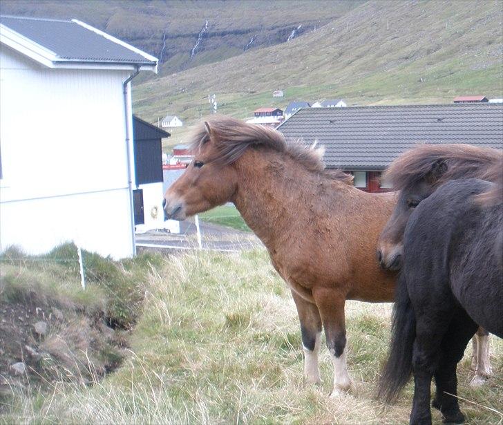 Færøsk hest Gráfaksi [Haft i pleje] - 20-09-2010 billede 16