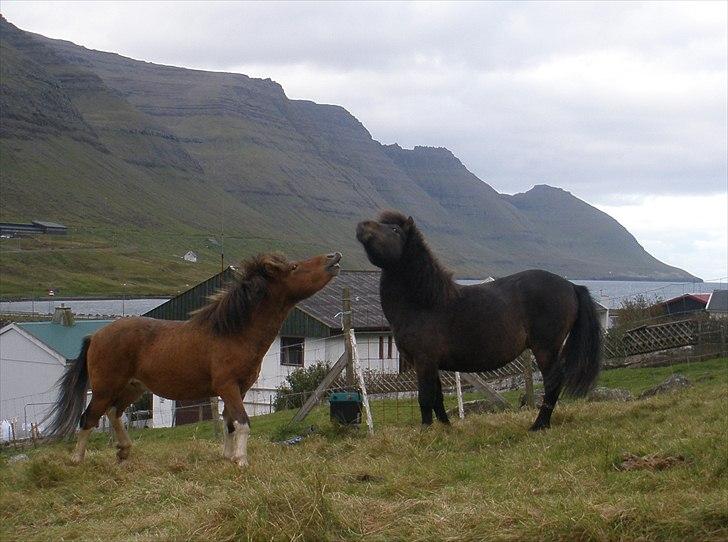 Færøsk hest Gráfaksi [Haft i pleje] - Så skal man lige prøve kræfter med sin (halv)bror (; | 20-09-2010 billede 17