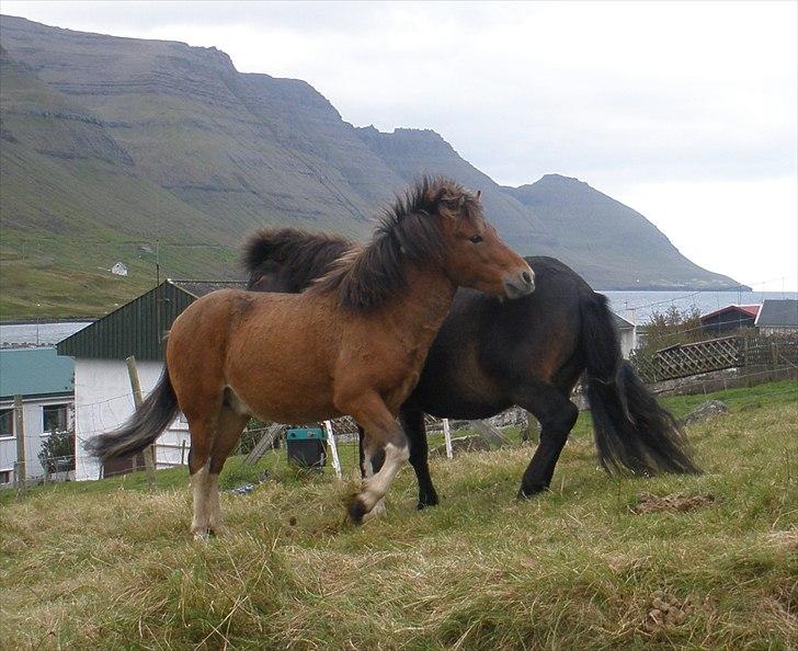 Færøsk hest Gráfaksi [Haft i pleje] - 20-09-2010 billede 18