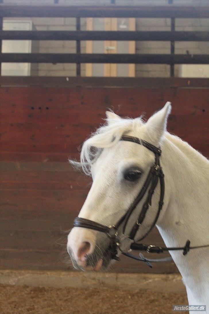 Anden særlig race ivan billede 1