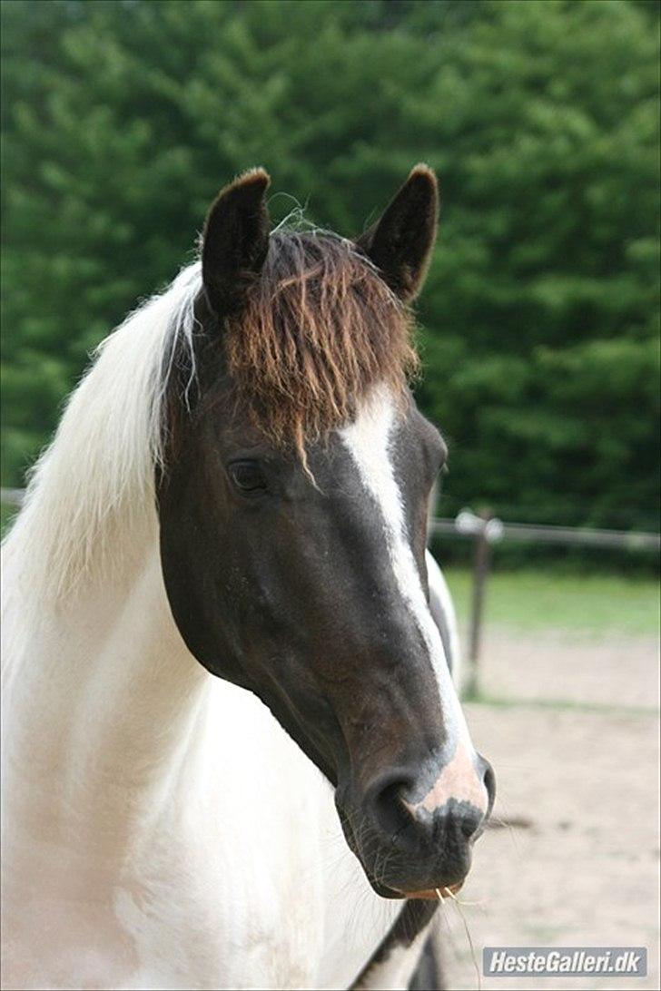 Hollandsk Sportspony Winnetou(SOLGT :D) billede 2