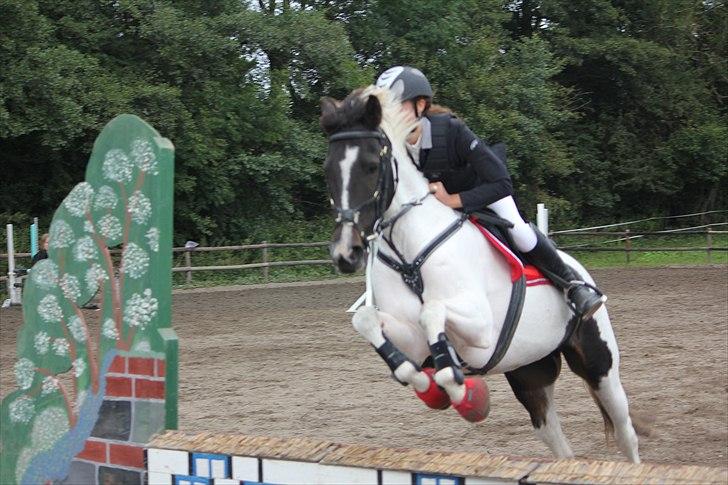 Hollandsk Sportspony Winnetou(SOLGT :D) billede 3