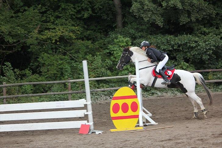 Hollandsk Sportspony Winnetou(SOLGT :D) billede 4