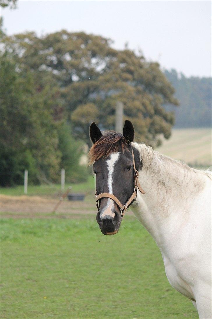 Hollandsk Sportspony Winnetou(SOLGT :D) billede 5