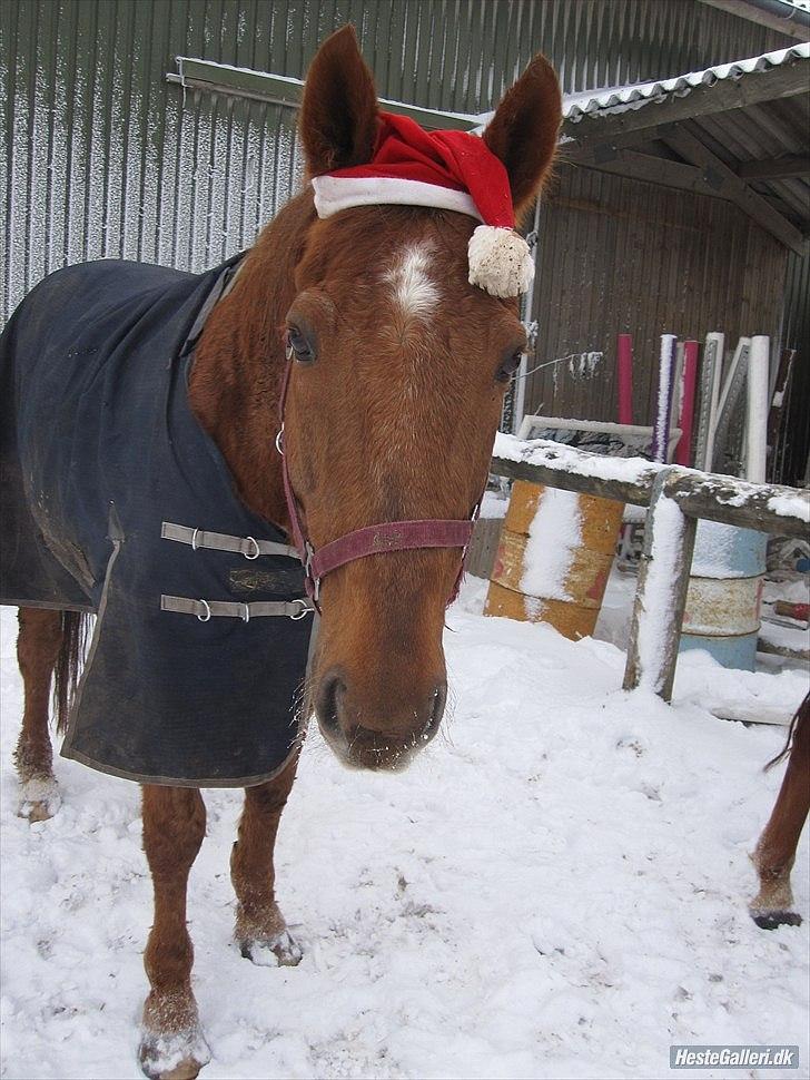 Dansk Varmblod Lillebror - Still Going Strong. - Liller i julehumør :P billede 11