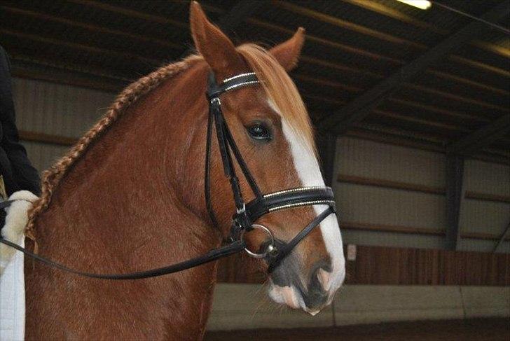 Irish Cob Gimli (Valdemar) (Himmelhest) - Stævne 25-26 sep 2010 - se den flotte hingstefletning min mor har lavet billede 8