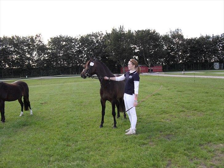 DSP Moonjam´s Mr. Sunshine billede 10