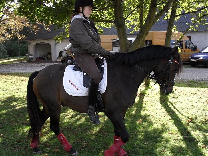 DSP Moonjam´s Mr. Sunshine billede 11