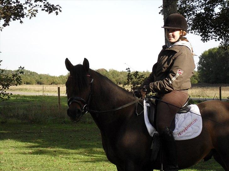 DSP Moonjam´s Mr. Sunshine billede 12