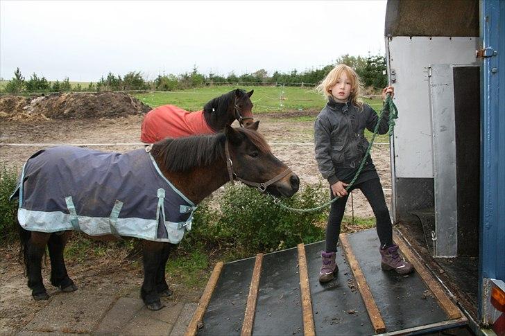 Anden særlig race Rollo fra thy..  .solgt - liv træner lidt op og ned i hestetrailer med ponyerne. sep 2010..her m Rollo...går ok billede 13