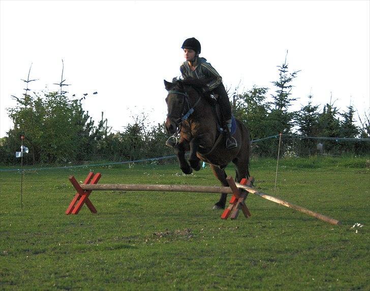 Anden særlig race Rollo fra thy..  .solgt - sofie11 springer på rollo og de er gode til det sommer 2010 billede 14