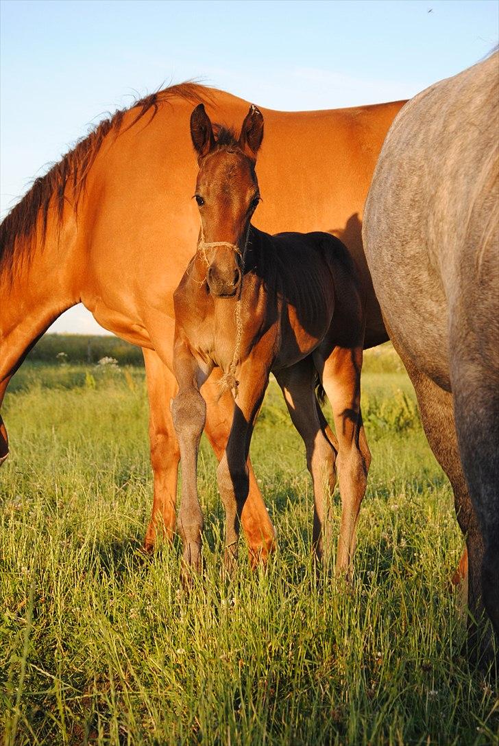 Trakehner Herbstmenuet - Velkommen til Herbstmenuets side. Smid gerne en kommentar. billede 3