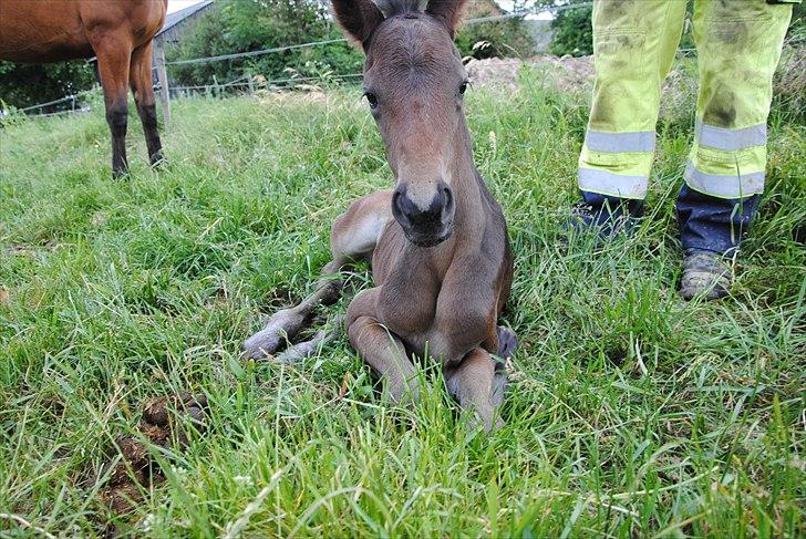 Trakehner Herbstmenuet - Herbstmenuet maks 8 timer gammel. billede 4