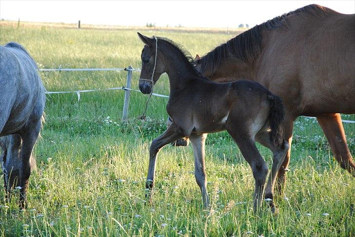 Trakehner Herbstmenuet billede 5