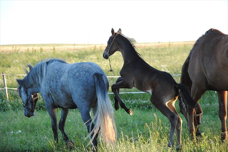 Trakehner Herbstmenuet billede 6
