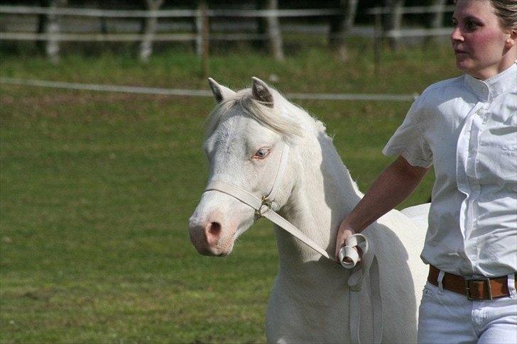 Welsh Mountain (sec A) Rø´s Pink Floyd billede 1