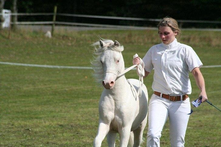 Welsh Mountain (sec A) Rø´s Pink Floyd billede 2