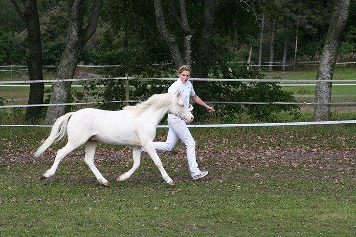 Welsh Mountain (sec A) Rø´s Pink Floyd billede 3