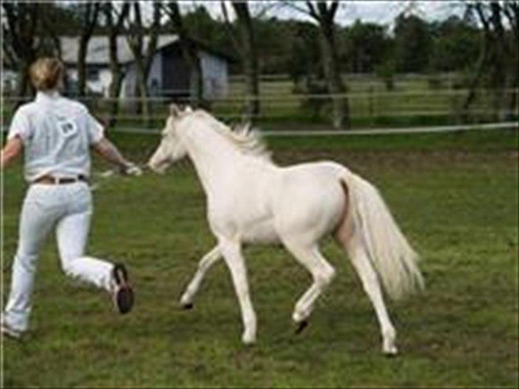 Welsh Mountain (sec A) Rø´s Pink Floyd billede 4