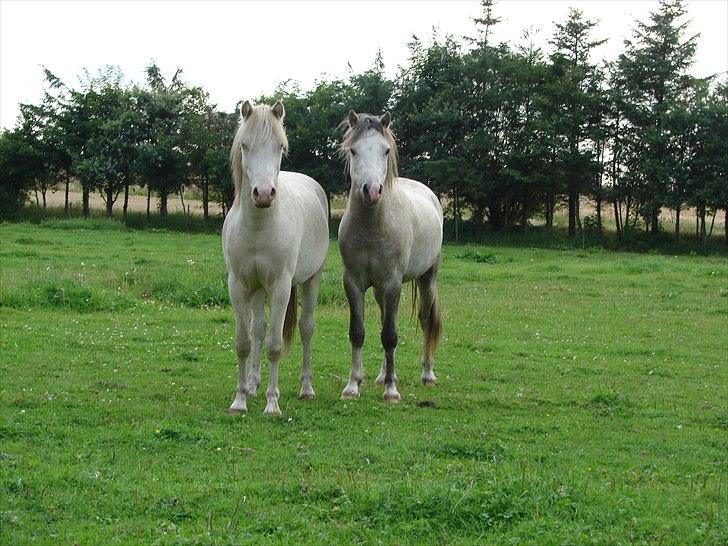 Welsh Mountain (sec A) Rø´s Pink Floyd billede 5