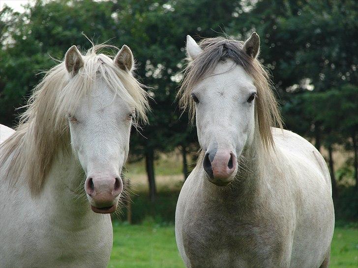 Welsh Mountain (sec A) Rø´s Pink Floyd billede 6