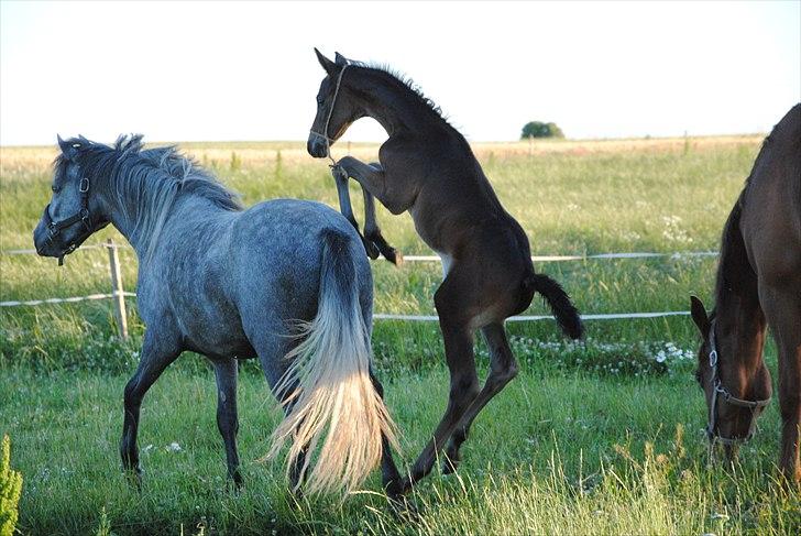 Trakehner Herbstmenuet billede 7
