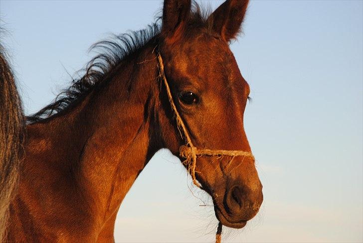 Trakehner Herbstmenuet billede 8
