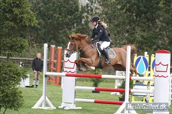 Hollandsk Sportspony Chili Pepper K | SOLGT - 8) sisse og chili til stævne (:  billede 9