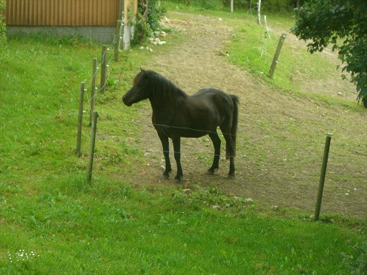 Islænder Bliða hedelund - good looking <3 billede 13