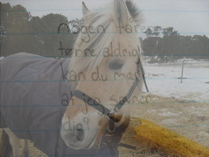 Fjordhest Pusle - nogen tårer tørrer aldrig. kan du mærke at jeg savner dig? [redigeret: mig.] billede 12