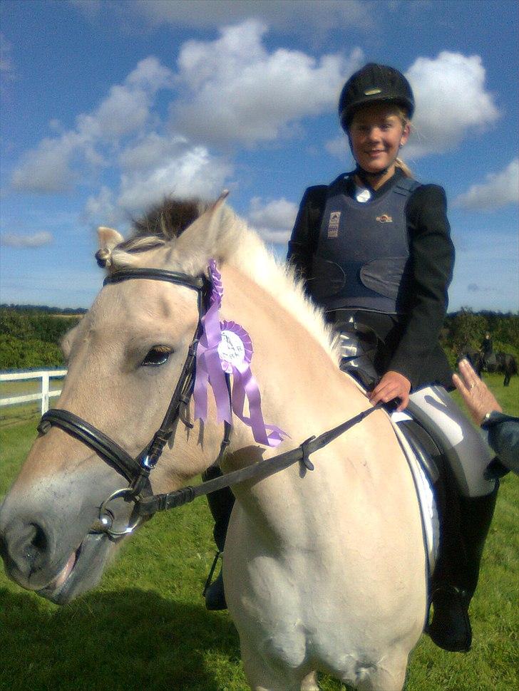Fjordhest Orisa  - Fik 2 rosetter i mit første sløjfespringstævne billede 9
