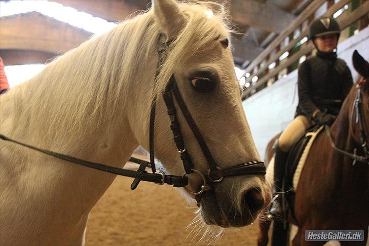 Anden særlig race ivan billede 2