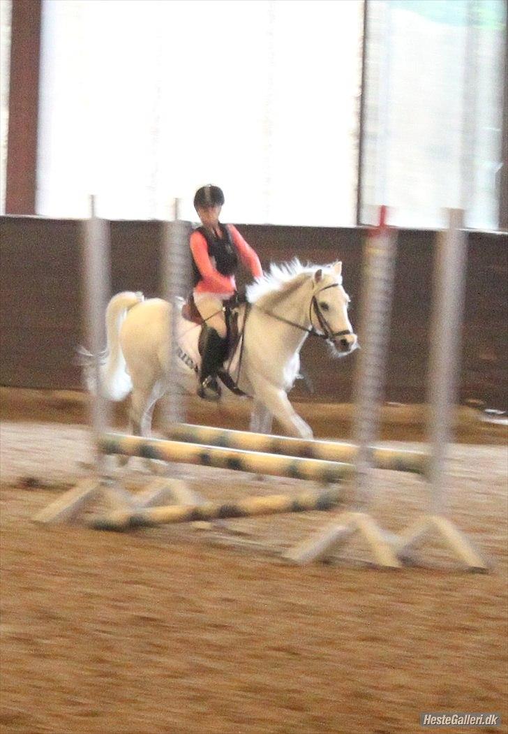 Anden særlig race ivan billede 7