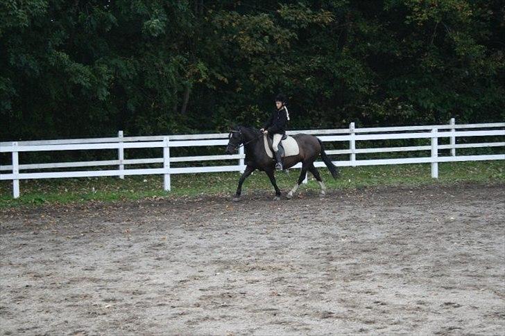 Welsh Pony af Cob-type (sec C) Rytterbjergets Neria - Du vil altid være min helt egen Black Beauty! <3 billede 6