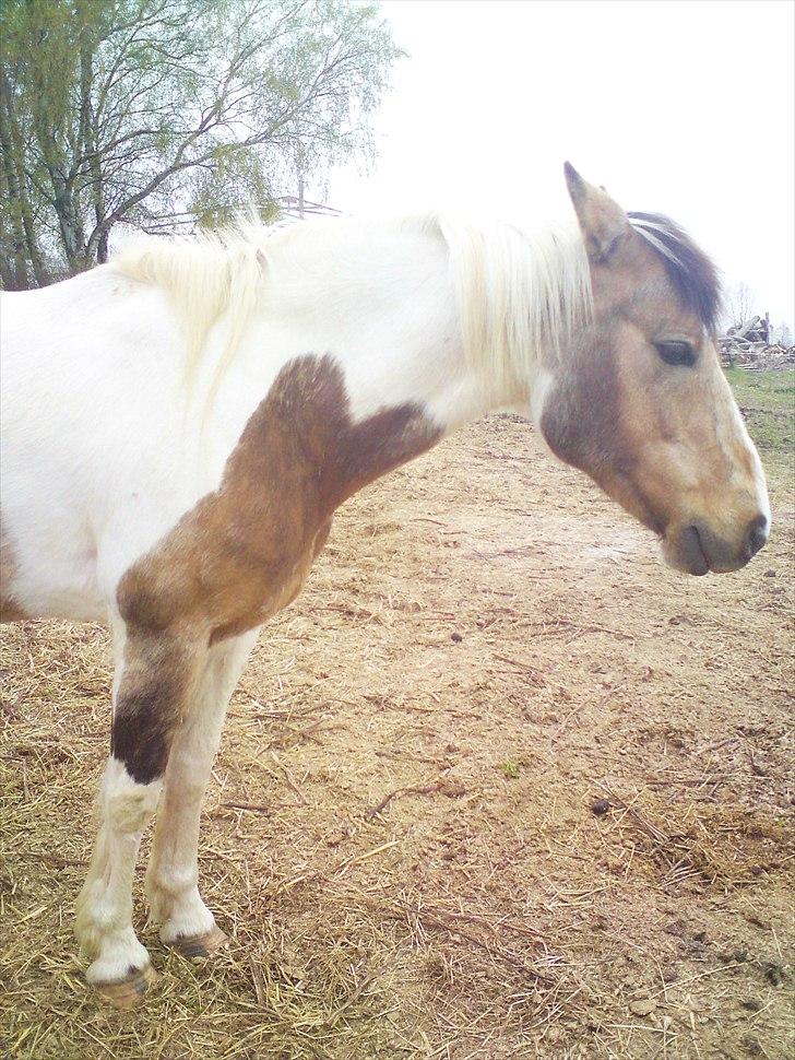 Anden særlig race Sille - Halv vinter/Halv sommer .. og et lille smil (:  billede 11