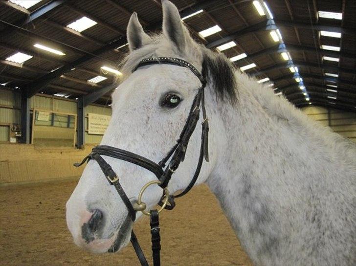 Anden særlig race Amigo - Smukke. billede 9