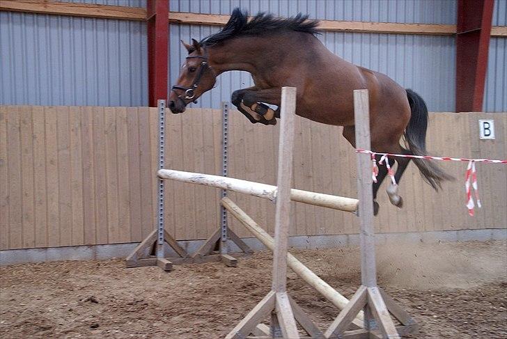 Dansk Varmblod Comma VG billede 1