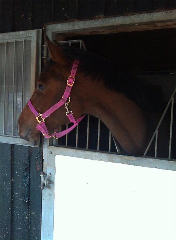 Dansk Varmblod Comma VG billede 2