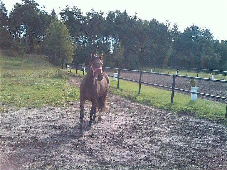 Dansk Varmblod Comma VG billede 3