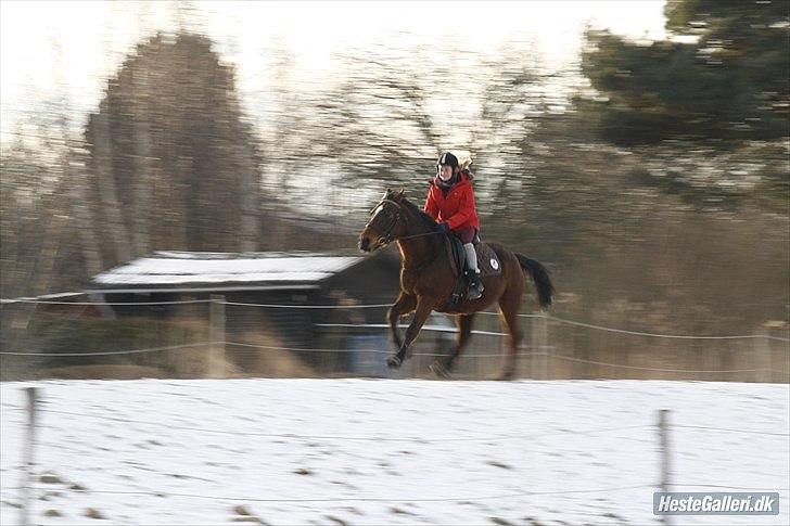Anden særlig race | Indian Pride - Mig og skønne hest i fuld fart <3 Du er mit alt, Pride! Mit speed! Min gnist! Mit lys! Min sol! Mit liv! Mit ALT <3(; | Fotograf: Matilde´s far billede 15