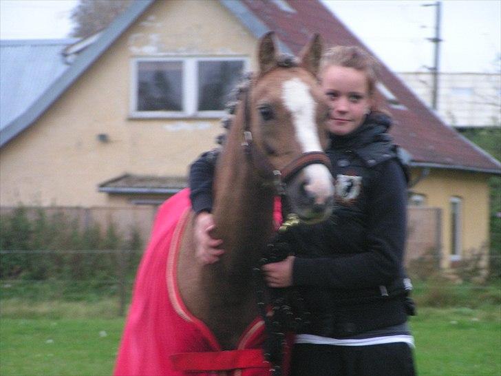 Welsh Pony (sec B) Faya Lobi Kasto-Glas 2002 *STJERNE PONY* - gamle ejer skulle sige farvel... billede 4