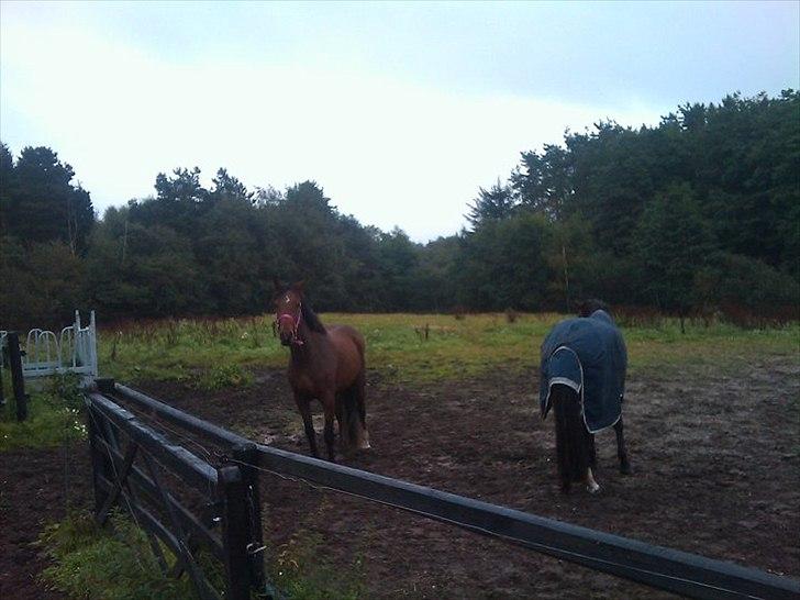 Dansk Varmblod Comma VG billede 4