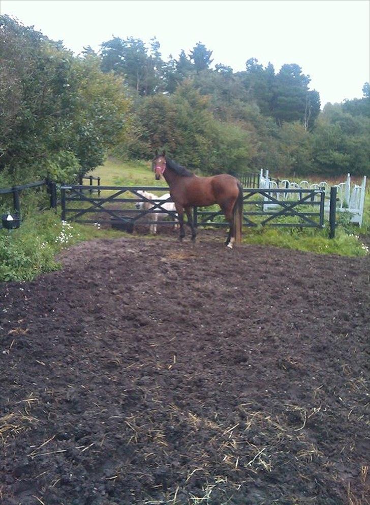 Dansk Varmblod Comma VG billede 5