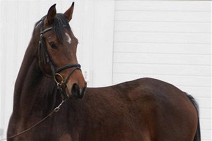 Dansk Varmblod Comma VG billede 6